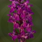 Dactylorhiza alpestris