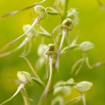 Himantoglossum hircinum