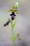 O. drumana X O. insectifera