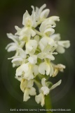 O. pallens X O. provincialis