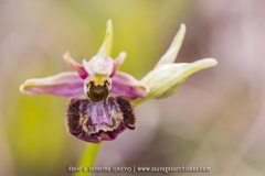 O. speculum X O. drumana