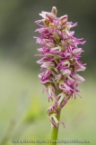 O. anthropophora X O. simia