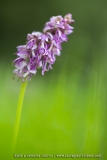 O. anthropophora X O. simia