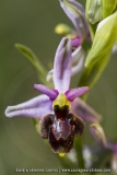 O. drumana X O. fuciflora