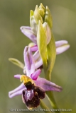 O. drumana X O. fuciflora