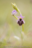 O. drumana X O. fuciflora