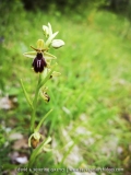 O. insectifera X O. passionis