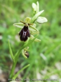 O. insectifera X O. passionis