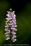 Orchis hybride