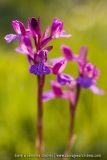 A. picta X A. papilionacea