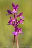 A. picta X A. papilionacea