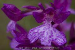 A. morio X A. papilionacea