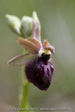O. aveyronensis X O. passionis