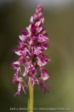 O. anthropophora X O. purpurea