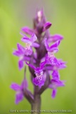 Dactylorhiza ×thellungiana