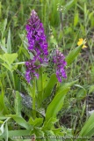 Dactylorhiza ×thellungiana