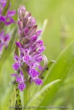 Dactylorhiza ×thellungiana