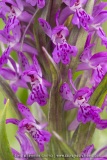 Dactylorhiza ×thellungiana