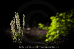 E. helleborine x E. purpurata