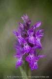 Dactylorhiza feuilles non tachetées