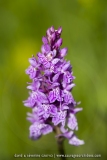 Orchis hybride - Dactylorhiza alpestris X D. fuchsii