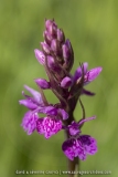Orchis hybride - Dactylorhiza alpestris X D. fuchsii