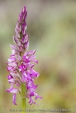 O. anthropophora X O. purpurea