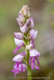 O. anthropophora X O. militaris