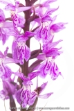 Orchis hybride