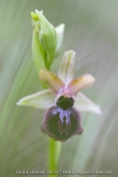 O. aveyronensis X O. passionis