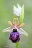 O. aveyronensis X O. passionis