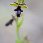 O. drumana X O. insectifera