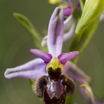 O. drumana X O. fuciflora