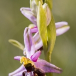 O. drumana X O. fuciflora