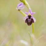O. drumana X O. fuciflora