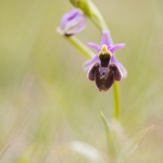 O. drumana X O. fuciflora