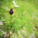 O. insectifera X O. passionis