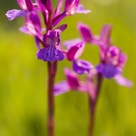 A. picta X A. papilionacea