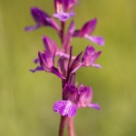 A. picta X A. papilionacea