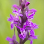 Dactylorhiza ×thellungiana