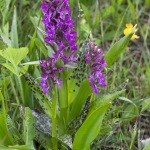 Dactylorhiza ×thellungiana