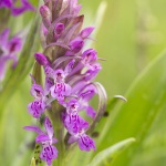 Dactylorhiza ×thellungiana