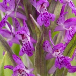 Dactylorhiza ×thellungiana