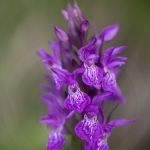 Dactylorhiza feuilles non tachetées