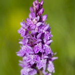 Orchis hybride - Dactylorhiza alpestris X D. fuchsii