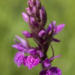 Orchis hybride - Dactylorhiza alpestris X D. fuchsii