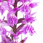 Orchis hybride