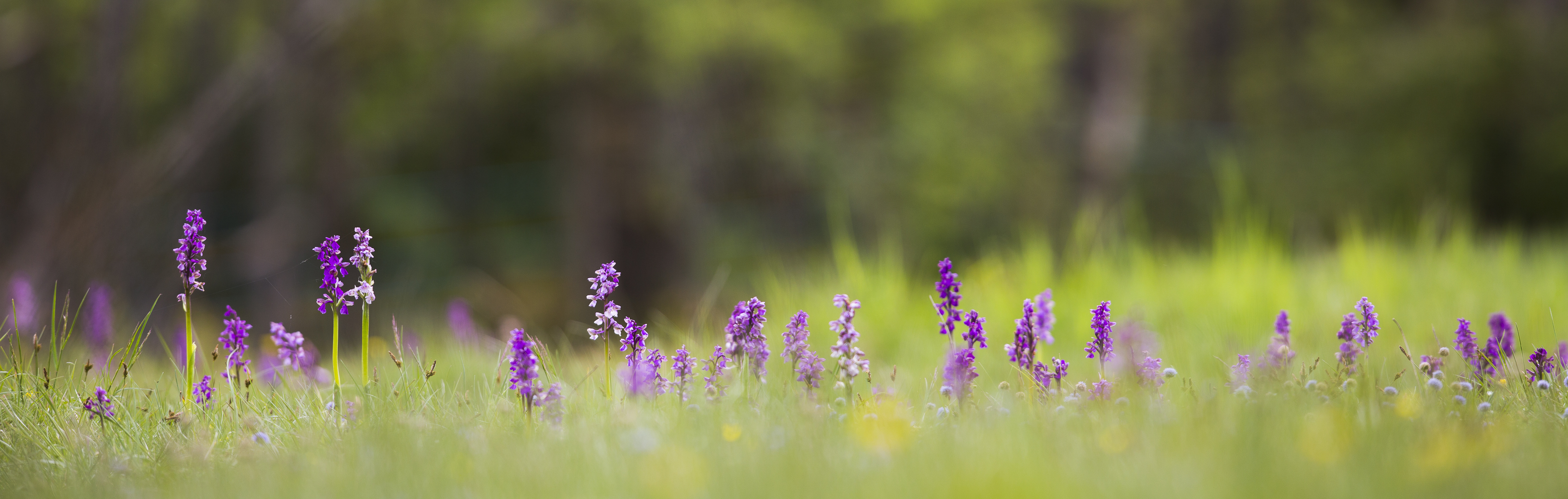 Sauvages orchidées