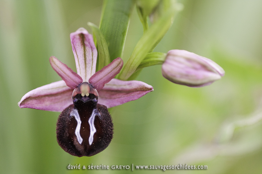 Ophrys sipontensis