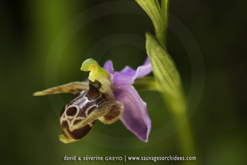 Ophrys crassicornis - 26 avril - Corfou